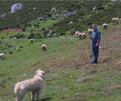 Concluye sin éxito la segunda batida de lobos en los montes de la sierra de Cuana